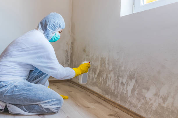 Best Industrial Mold Remediation in Broken Bow, NE