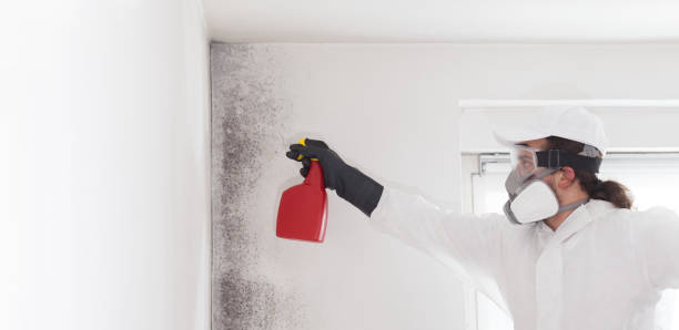 Best Health and Safety Mold Remediation in Broken Bow, NE