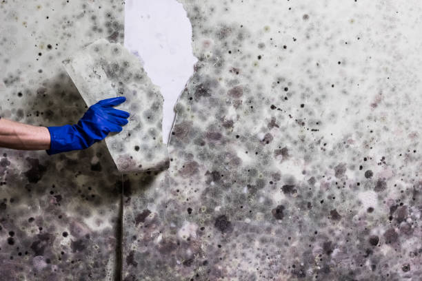 Broken Bow, NE Mold Remediation Company