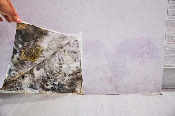 Best Black Mold Remediation in Broken Bow, NE